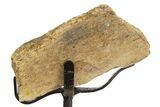 Fossil Hadrosaur Rib Section w/ Metal Stand - South Dakota #331133-1